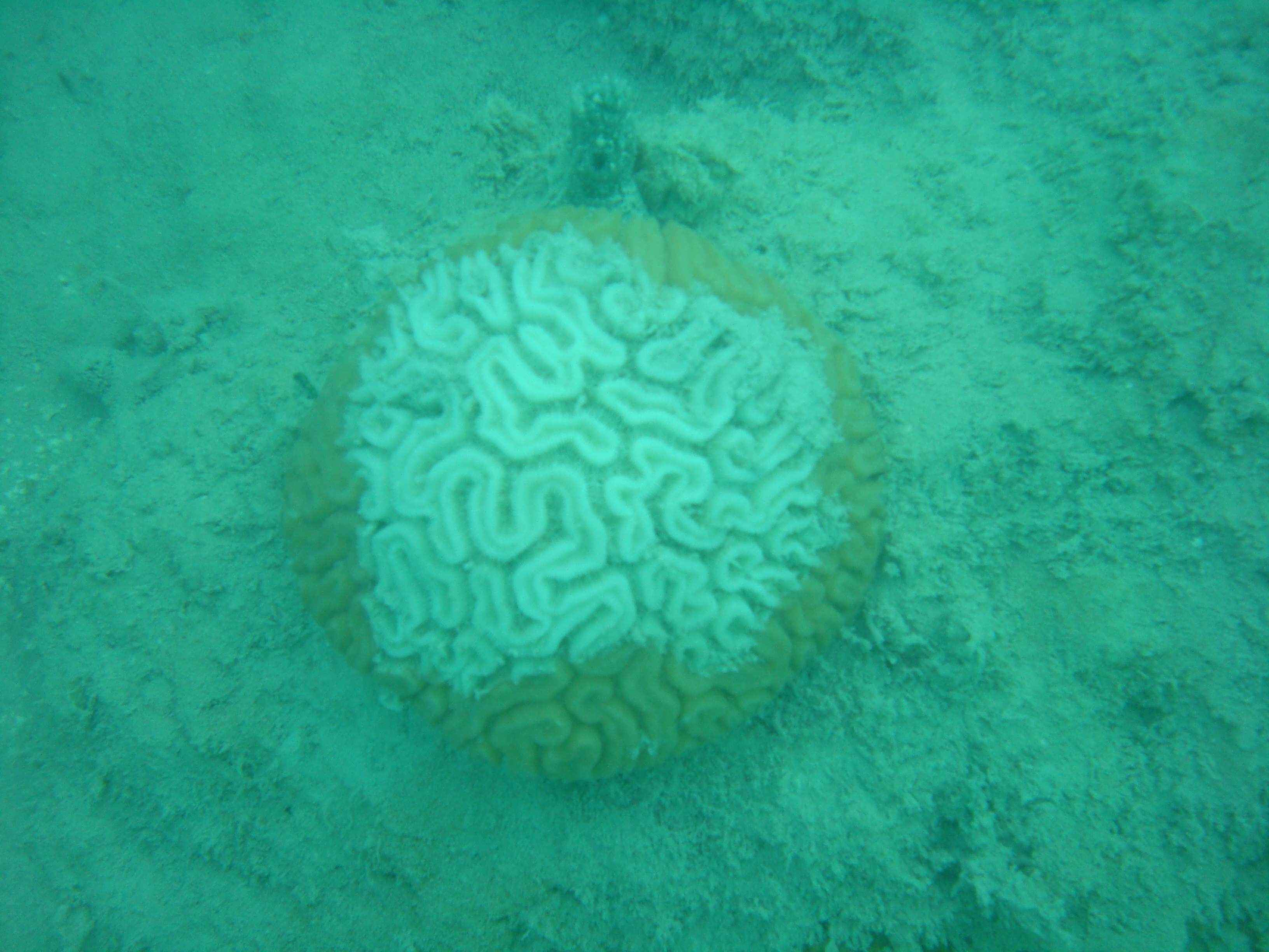 Florida’s Reefs Cannot Endure a ‘Cold Snap,’ by ScienceDaily | SEJ Florida Keys ...3264 x 2448
